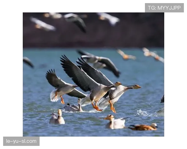 乌干达鹤军团守护濒危鸟类栖息地，生态平衡稳步恢复引关注